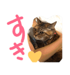 毎日のねこのみーちゃん（個別スタンプ：21）