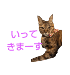毎日のねこのみーちゃん（個別スタンプ：25）