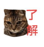 毎日のねこのみーちゃん（個別スタンプ：27）