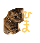 毎日のねこのみーちゃん（個別スタンプ：29）