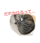 毎日のねこのみーちゃん（個別スタンプ：32）