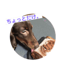 チョコタン★ミニチュア（個別スタンプ：10）