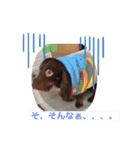 チョコタン★ミニチュア（個別スタンプ：13）