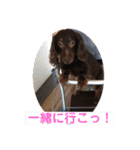 チョコタン★ミニチュア（個別スタンプ：15）