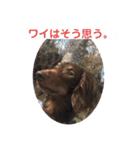 チョコタン★ミニチュア（個別スタンプ：16）