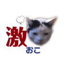 ユンクちゃん2（個別スタンプ：1）