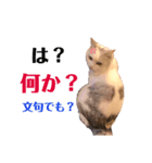ユンクちゃん2（個別スタンプ：4）