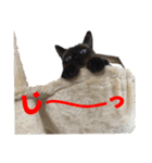 心の癒しねこちゃんず（個別スタンプ：1）