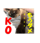 心の癒しねこちゃんず（個別スタンプ：8）