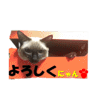 心の癒しねこちゃんず（個別スタンプ：10）