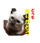 心の癒しねこちゃんず（個別スタンプ：11）