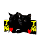 心の癒しねこちゃんず（個別スタンプ：13）