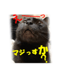 心の癒しねこちゃんず（個別スタンプ：16）