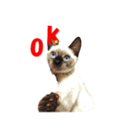 心の癒しねこちゃんず（個別スタンプ：20）