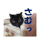 心の癒しねこちゃんず（個別スタンプ：21）
