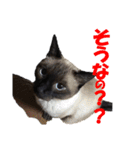 心の癒しねこちゃんず（個別スタンプ：22）