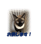 心の癒しねこちゃんず（個別スタンプ：23）