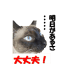 心の癒しねこちゃんず（個別スタンプ：26）