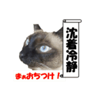 心の癒しねこちゃんず（個別スタンプ：28）