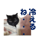心の癒しねこちゃんず（個別スタンプ：29）