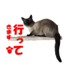 心の癒しねこちゃんず（個別スタンプ：37）