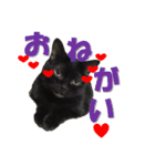 心の癒しねこちゃんず（個別スタンプ：40）