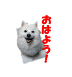 犬田さんちのスピッツ（個別スタンプ：2）