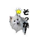 犬田さんちのスピッツ（個別スタンプ：3）