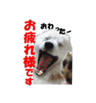 犬田さんちのスピッツ（個別スタンプ：4）