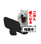 犬田さんちのスピッツ（個別スタンプ：5）