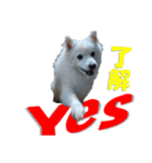 犬田さんちのスピッツ（個別スタンプ：6）