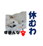 犬田さんちのスピッツ（個別スタンプ：8）