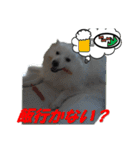 犬田さんちのスピッツ（個別スタンプ：10）