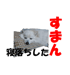 犬田さんちのスピッツ（個別スタンプ：11）