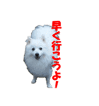 犬田さんちのスピッツ（個別スタンプ：12）