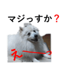 犬田さんちのスピッツ（個別スタンプ：15）