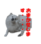 犬田さんちのスピッツ（個別スタンプ：17）