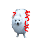 犬田さんちのスピッツ（個別スタンプ：19）