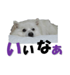 犬田さんちのスピッツ（個別スタンプ：21）
