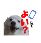 犬田さんちのスピッツ（個別スタンプ：22）