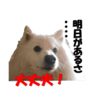 犬田さんちのスピッツ（個別スタンプ：23）