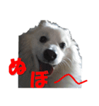 犬田さんちのスピッツ（個別スタンプ：24）