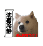 犬田さんちのスピッツ（個別スタンプ：25）