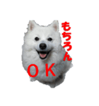 犬田さんちのスピッツ（個別スタンプ：27）