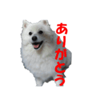 犬田さんちのスピッツ（個別スタンプ：28）