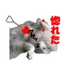 犬田さんちのスピッツ（個別スタンプ：29）
