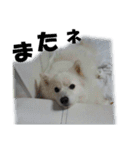 犬田さんちのスピッツ（個別スタンプ：30）
