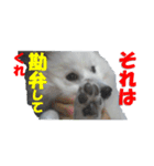犬田さんちのスピッツ（個別スタンプ：35）