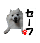犬田さんちのスピッツ（個別スタンプ：36）