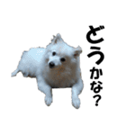 犬田さんちのスピッツ（個別スタンプ：38）